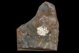 Paleocene Fossil Fruit (Psidium) - North Dakota #165072-1